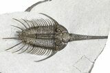 Rare, Psychopyge Termierorum Trilobite - Ofaten, Morocco #381553-1